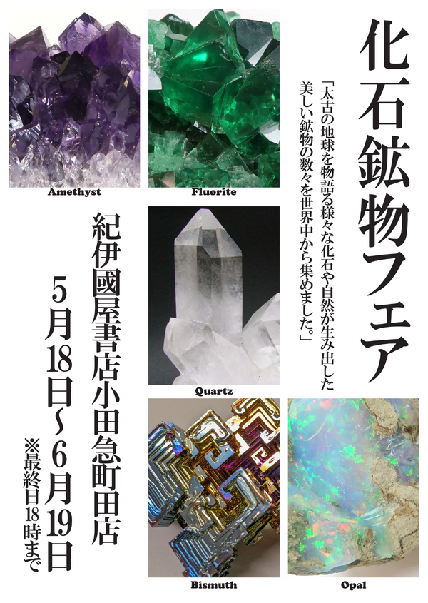 小田急町田店】化石鉱物フェア 5/18～6/19｜Book Event Navi [ブック